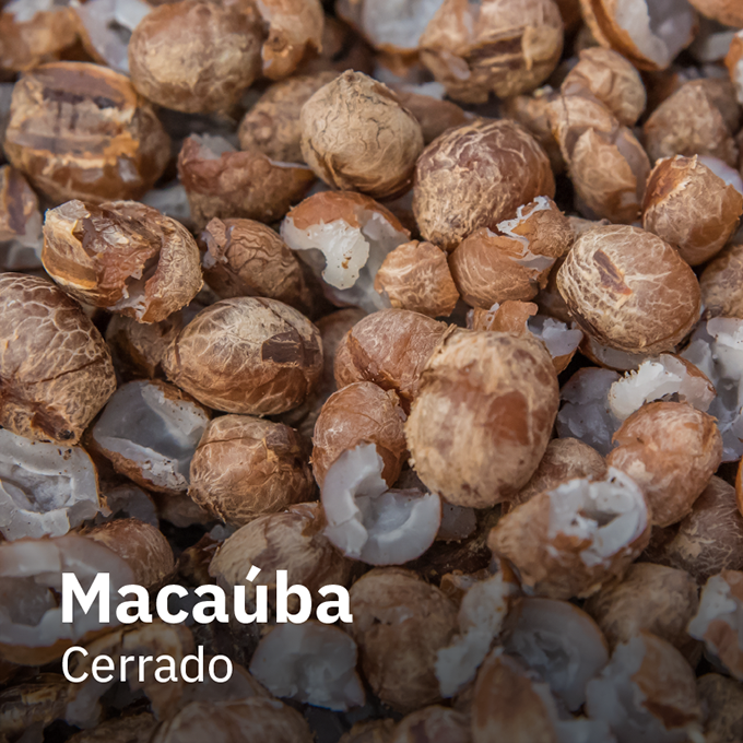 Macaúba