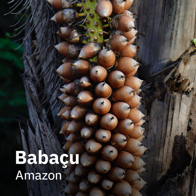 Babaçu