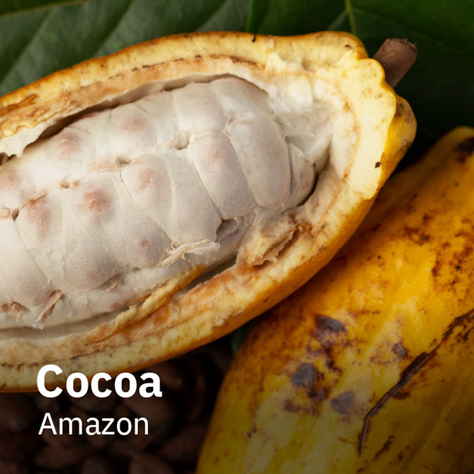 Cacau