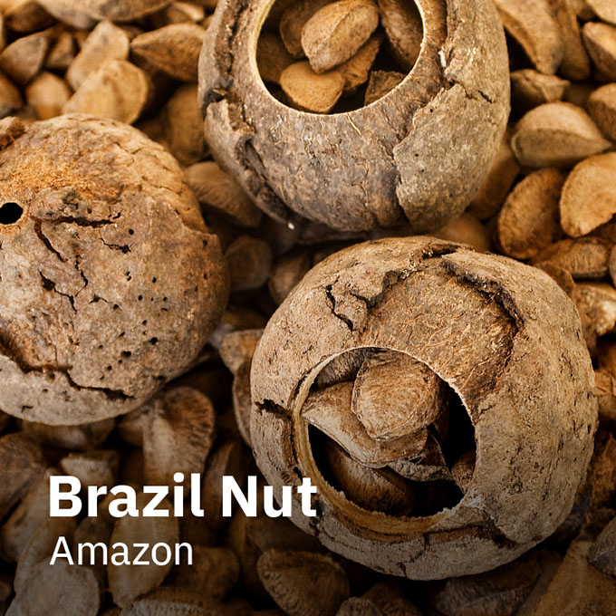 Castanha do Brasil